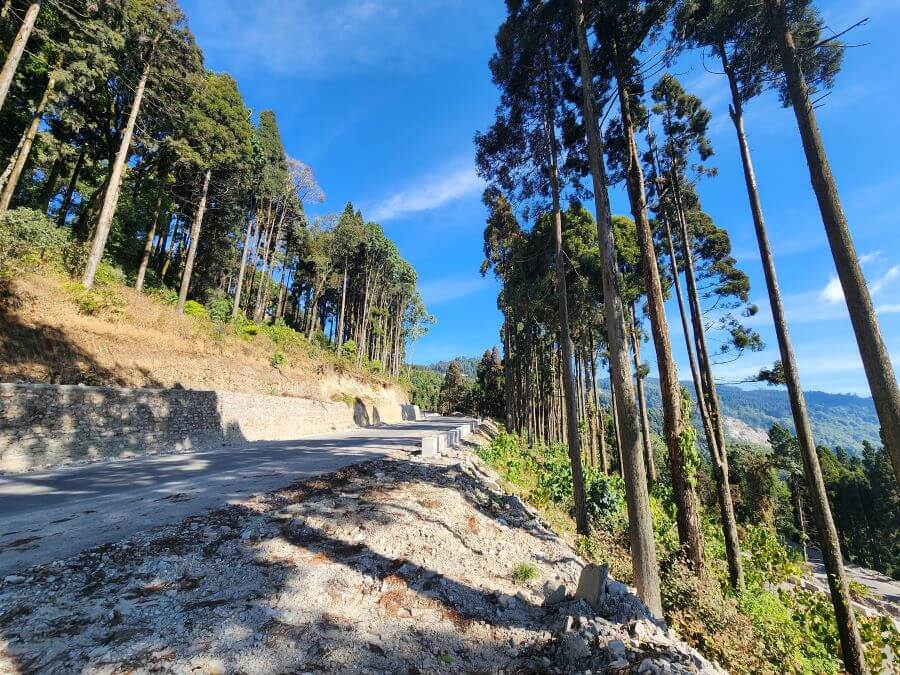 21 Best Offbeat Places in North Bengal - Gateway to the Eastern Himalayas 17 Tall pine trees of Rishop at 8500 feet altitude