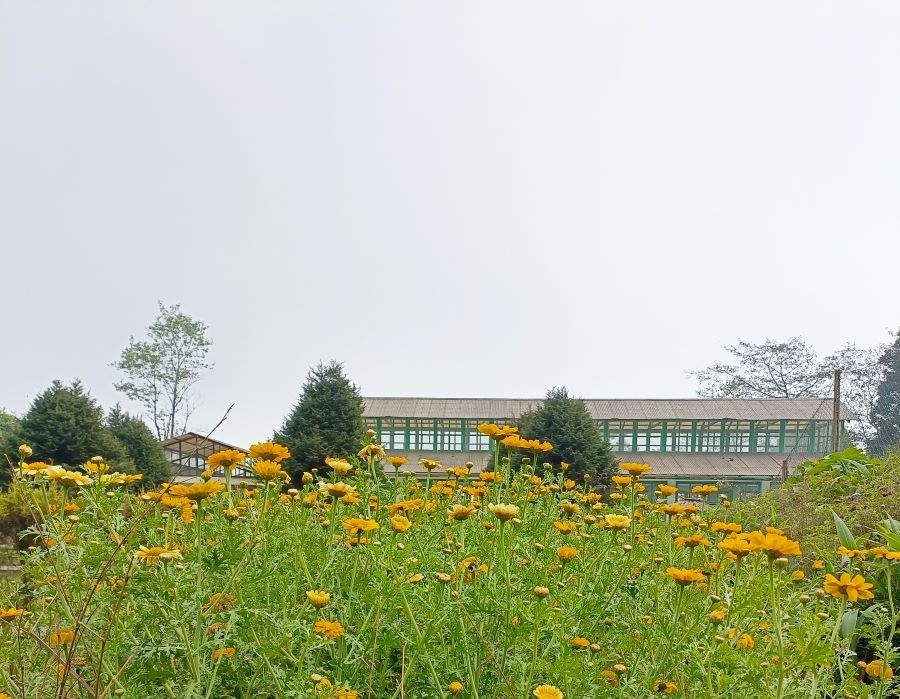 Stunning views of Takdah Orchid center with yellow flowers blooming against the green house in the backdrop