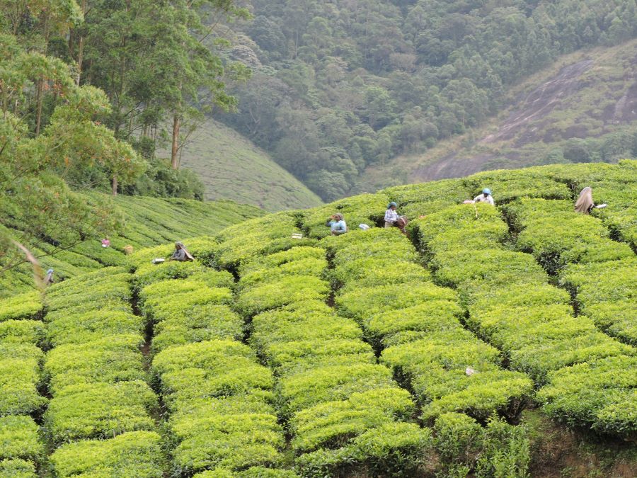Women at work in the tea garden plucking tea at Kolukkumalai